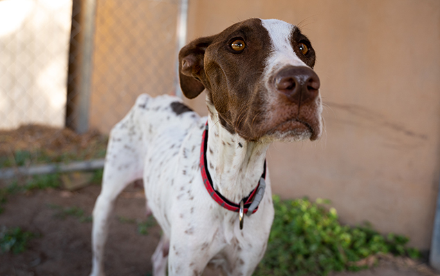 Poppy looking up at camera, visibly skinny